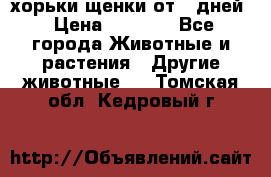 хорьки щенки от 35дней › Цена ­ 4 000 - Все города Животные и растения » Другие животные   . Томская обл.,Кедровый г.
